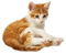 cat gif - Безплатен анимиран GIF анимиран GIF