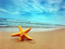 deniz yıldızı - PNG gratuit GIF animé