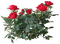 Roses - besplatni png animirani GIF