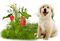 summer dog  by nataliplus - png gratis GIF animasi