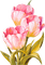 Tulips - zadarmo png animovaný GIF