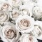 White Roses - darmowe png animowany gif