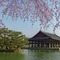 Seoul spring - png gratuito GIF animata