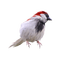 oiseau - 免费PNG 动画 GIF