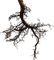 tree anastasia - png gratuito GIF animata