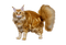 Kaz_Creations Cat Kitten - nemokama png animuotas GIF