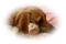 chien/ chat - png grátis Gif Animado