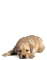 hund - Nemokamas animacinis gif animuotas GIF
