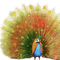 Y.A.M._Birds peacock - бесплатно png анимированный гифка
