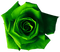 Rose.Green - zdarma png animovaný GIF