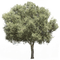 Baum - PNG gratuit GIF animé