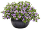 fleurs - δωρεάν png κινούμενο GIF
