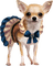 dolceluna funny dog - Free PNG Animated GIF