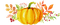 nbl-pumpkin