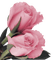 Tube Rose - png gratis GIF animasi
