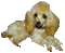 Poodle - GIF animado gratis