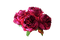 flowers peony, peonies bp - nemokama png animuotas GIF