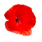 poppy flower  coquelicot fleur