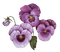 kikkapink vintage flowers deco spring summer - фрее пнг анимирани ГИФ