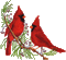 red bird - Δωρεάν κινούμενο GIF κινούμενο GIF