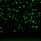 Background Green Stars - Animovaný GIF zadarmo animovaný GIF