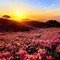 Korea spring background azalea - gratis png animerad GIF