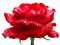 Fleur.Red rose.Flower.Victoriabea