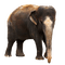 Kaz_Creations Elephant - nemokama png animuotas GIF
