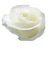 trandafir 30 - δωρεάν png κινούμενο GIF