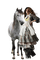 cheval - бесплатно png анимированный гифка