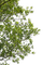 trees branches - png grátis Gif Animado