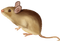 Kaz_Creations Mouse - kostenlos png Animiertes GIF
