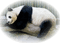 Panda ** - darmowe png animowany gif