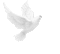 dove - Free animated GIF Animated GIF