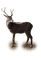 Reindeer Christmas Winter - Bogusia - zadarmo png animovaný GIF