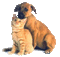 cat dog - Nemokamas animacinis gif animuotas GIF