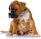 chien - 無料png アニメーションGIF