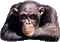 monkeys - Free animated GIF Animated GIF