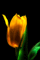 fleurs deco - Nemokamas animacinis gif animuotas GIF