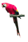 Kaz_Creations Parrot Bird - ilmainen png animoitu GIF