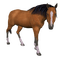 Kaz_Creations Animals Horses Horse - Free PNG Animated GIF