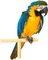 perroquet - besplatni png animirani GIF