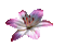 flower - Besplatni animirani GIF animirani GIF