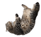 Lulu Kittisaurus cat napping - zadarmo png animovaný GIF