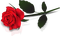 Valentine's Day Rose, Adam64 - Ücretsiz animasyonlu GIF