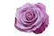 Lila Rose - PNG gratuit GIF animé