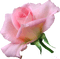 fleurs Pelageya  rose