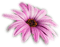 Flowers dm19 - png gratis GIF animado