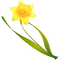 Jonquilles web charmille - Free PNG Animated GIF
