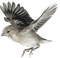 oiseau - nemokama png animuotas GIF